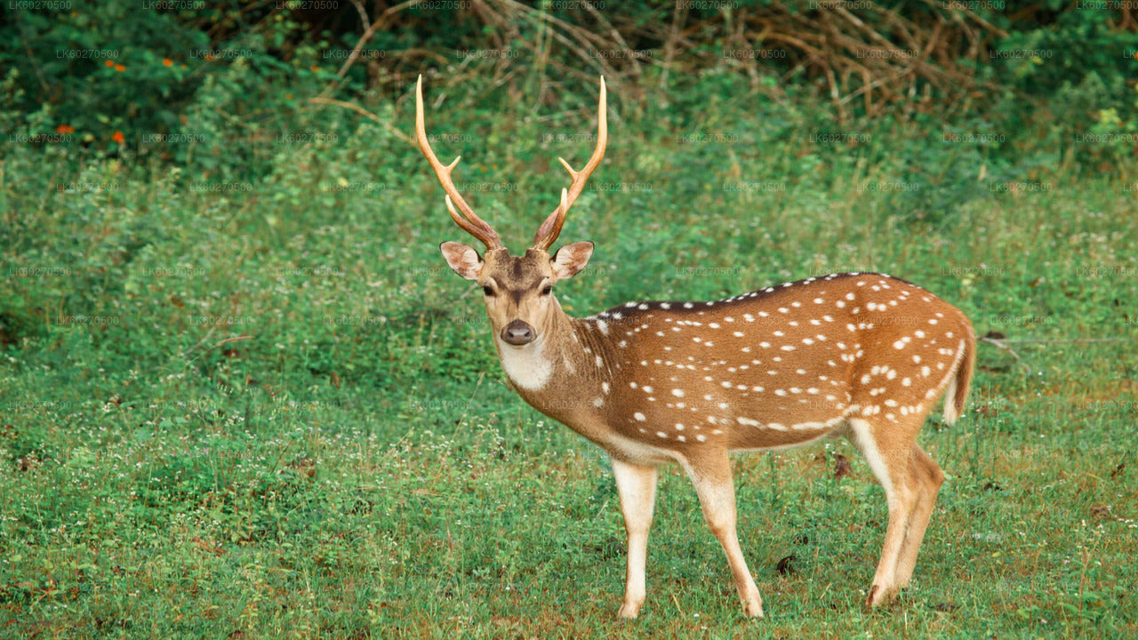 Yala-Nationalpark-Safari ab Dikwella