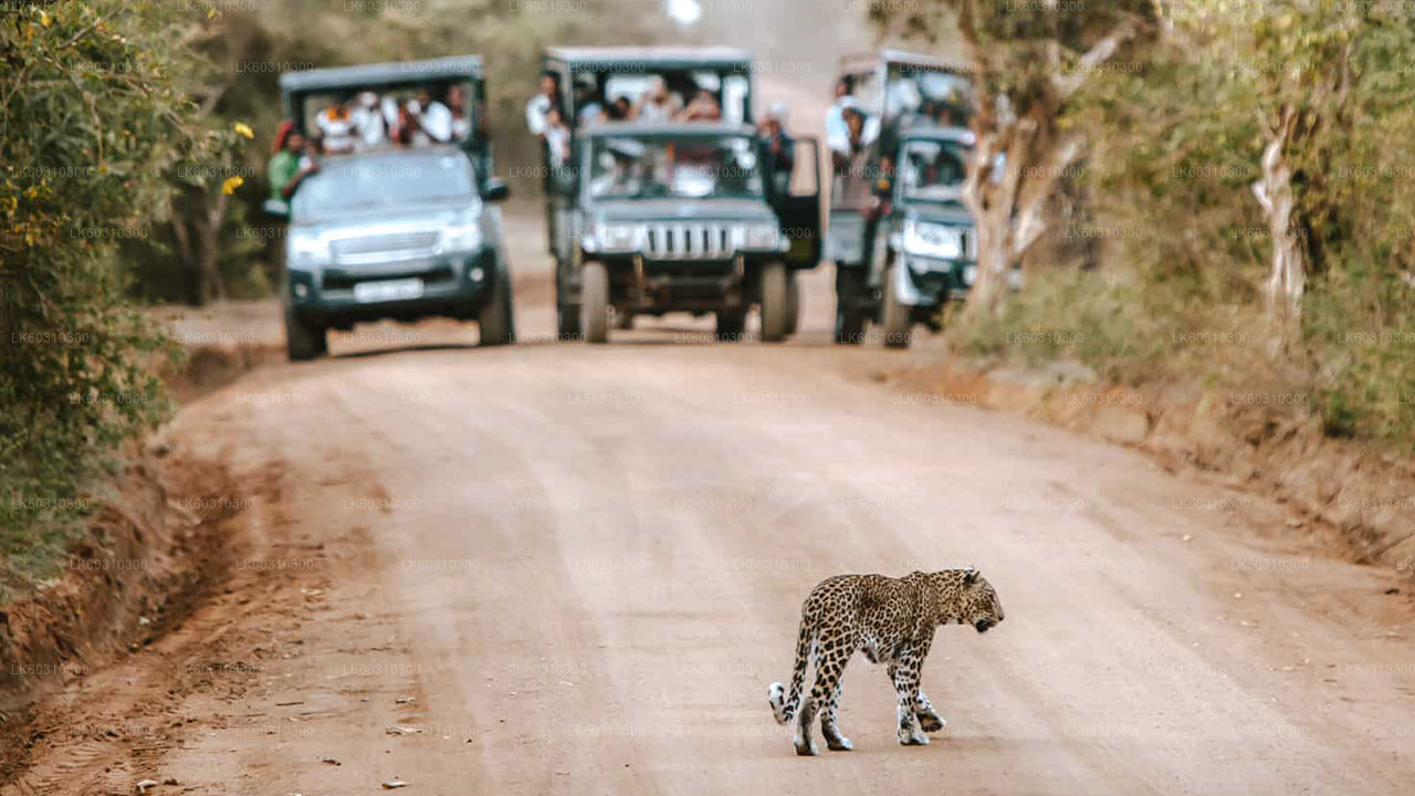 Safari im Yala-Nationalpark ab Tangalle
