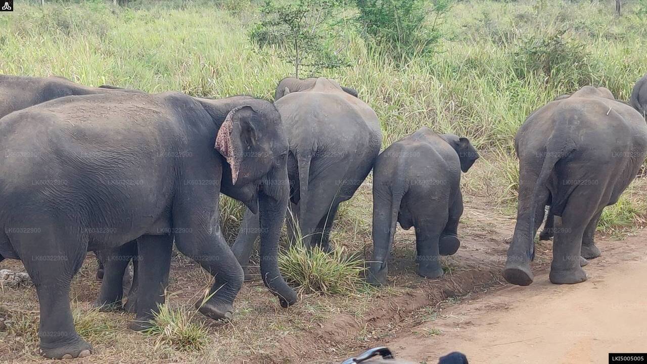 Private Safari im Hurulu Eco Park ab Habarana