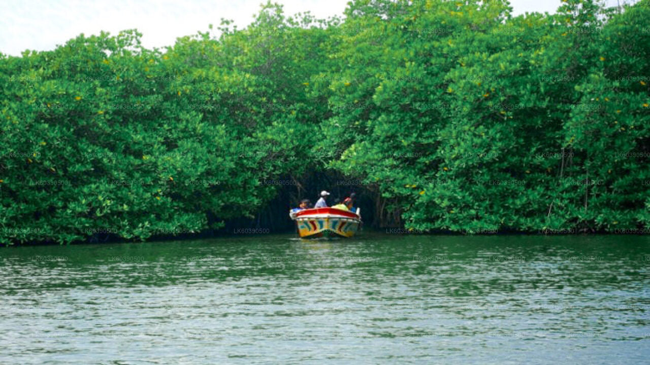 Highlights der Südküste und Flusssafari ab Balapitiya