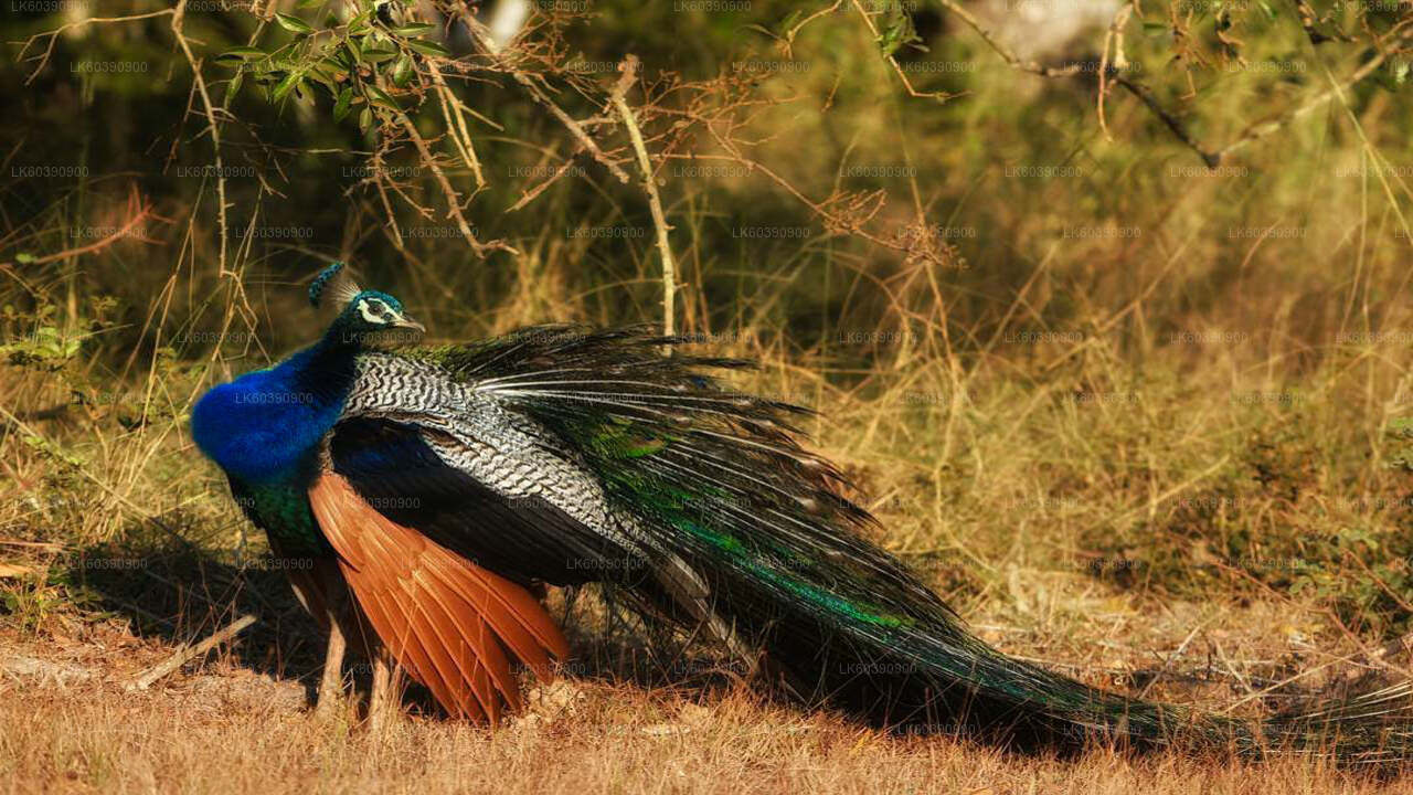 Bundala-Nationalpark-Safari ab Balapitiya