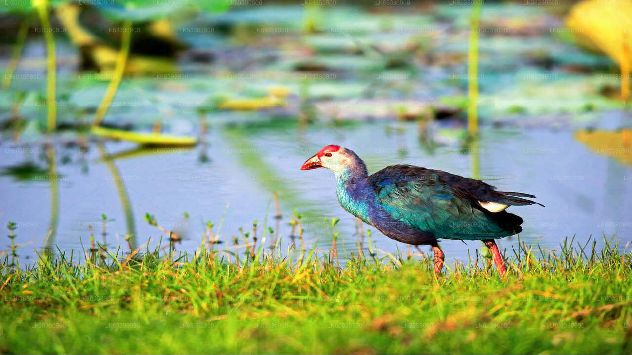 Bundala-Nationalpark-Safari ab Balapitiya