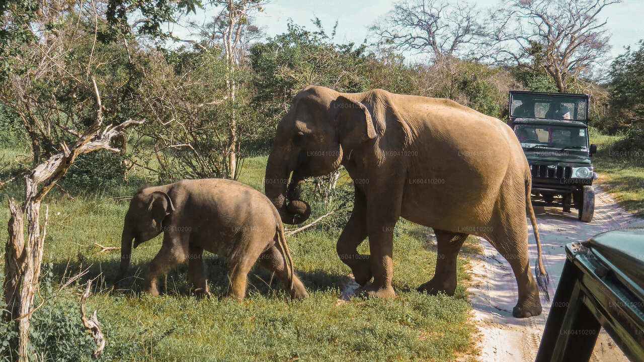 Yala-Nationalpark-Safari ab Unawatuna