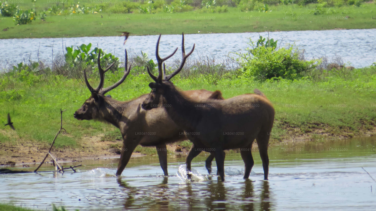 Yala-Nationalpark-Safari ab Unawatuna