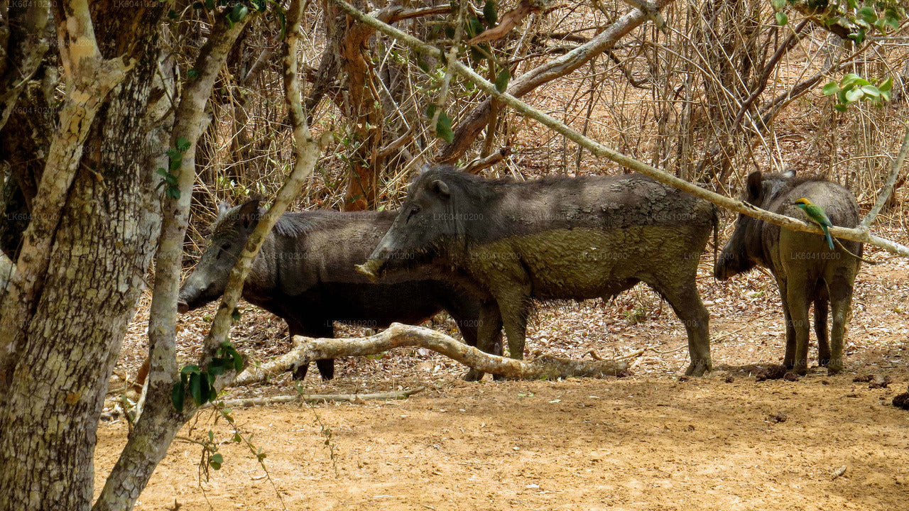 Yala-Nationalpark-Safari ab Unawatuna