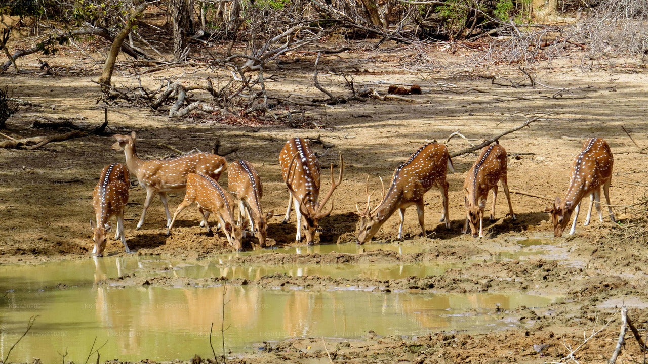 Yala-Nationalpark-Safari ab Unawatuna