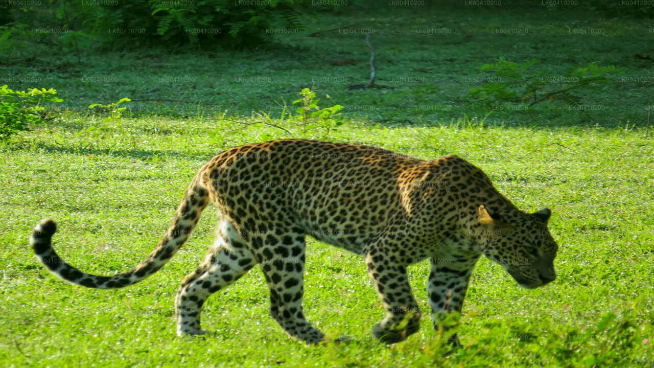Yala-Nationalpark-Safari ab Unawatuna