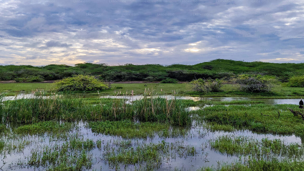 Bundala-Nationalpark-Safari ab Unawatuna