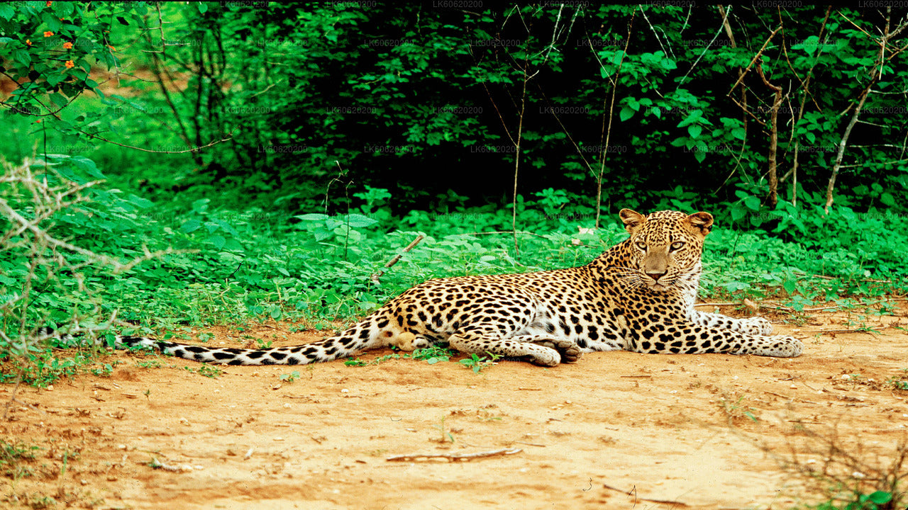 Yala-Nationalpark-Safari ab Talpe