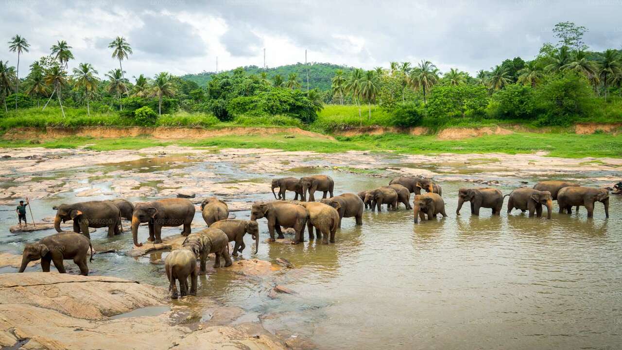 Elefantenwaisenhaus Pinnawala aus Mount Lavinia
