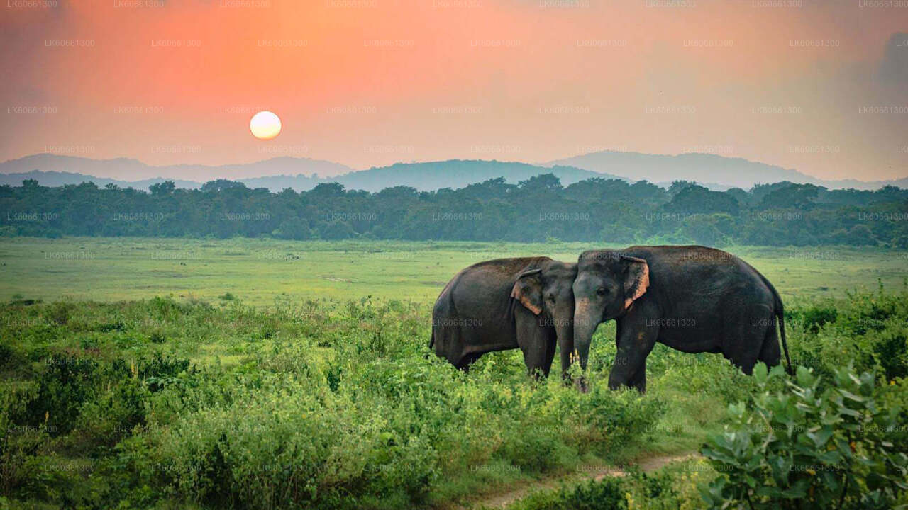 Udawalawe-Nationalpark-Safari vom Mount Lavinia aus