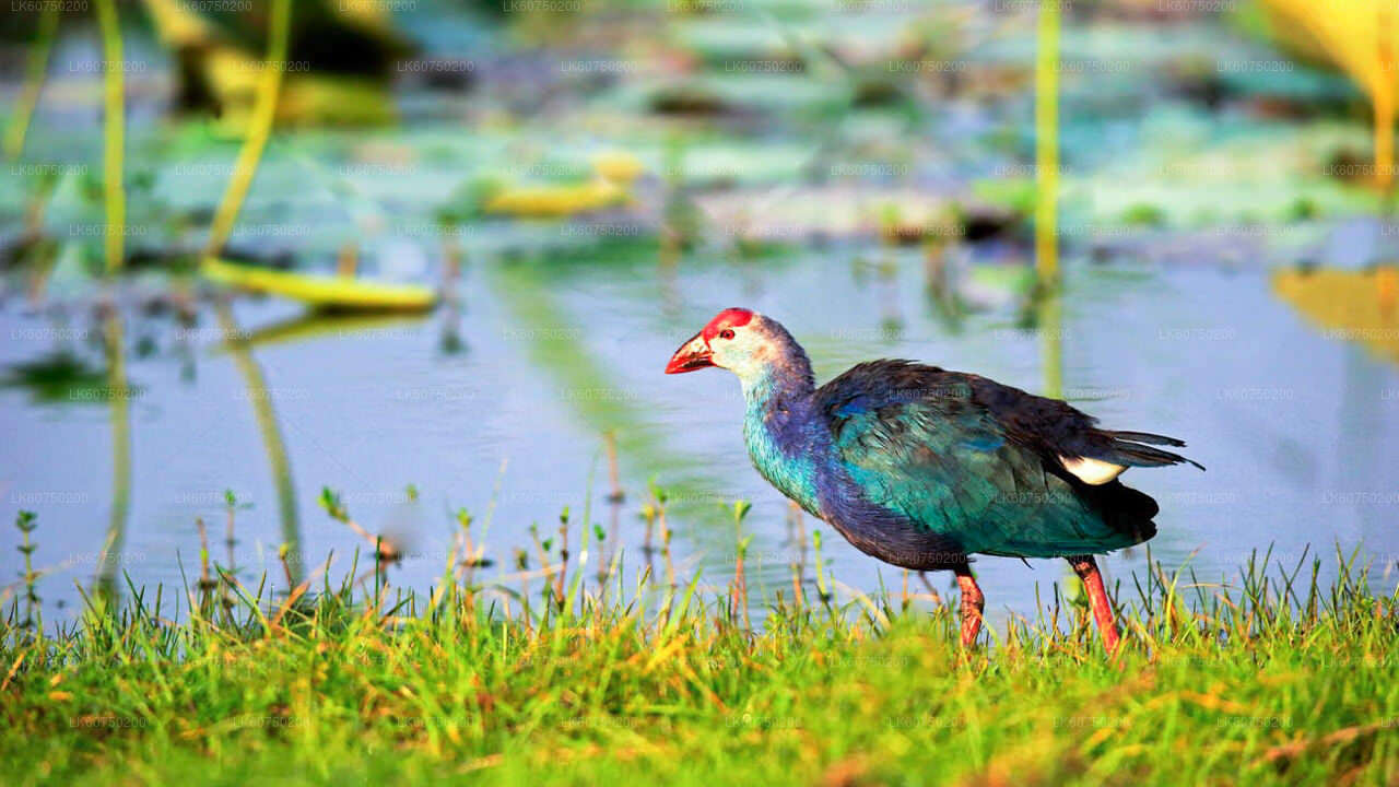 Bundala-Nationalpark-Safari ab Mattala