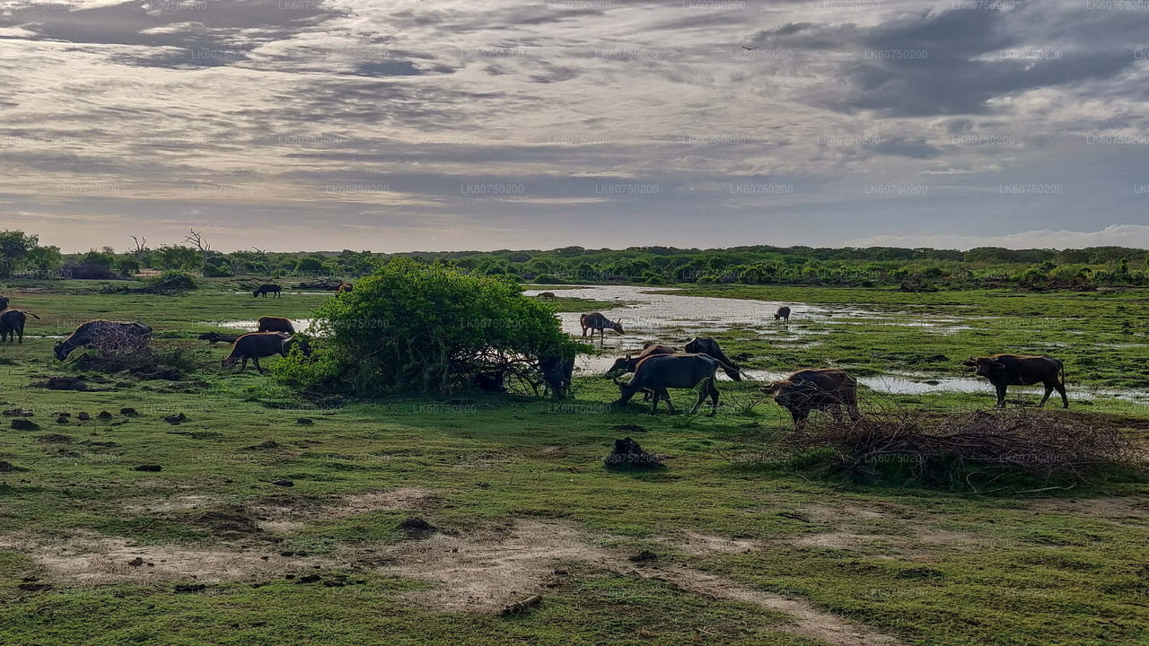 Bundala-Nationalpark-Safari ab Mattala