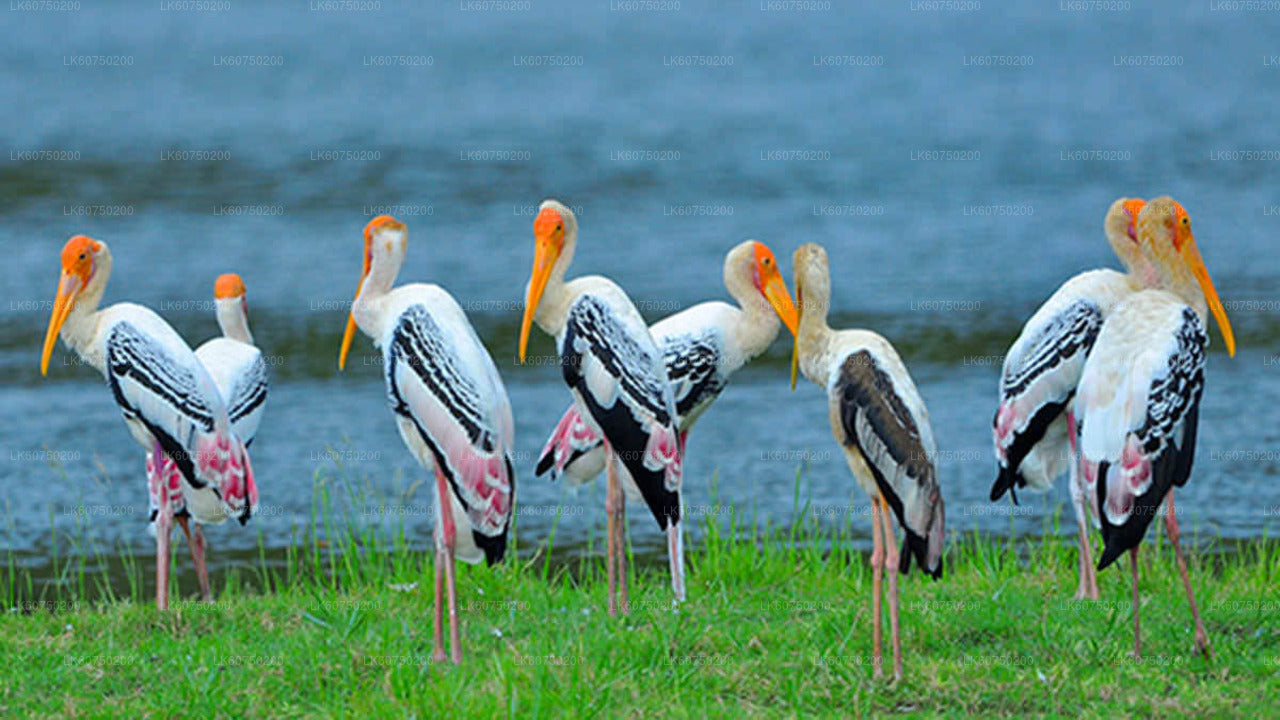 Bundala-Nationalpark-Safari ab Mattala