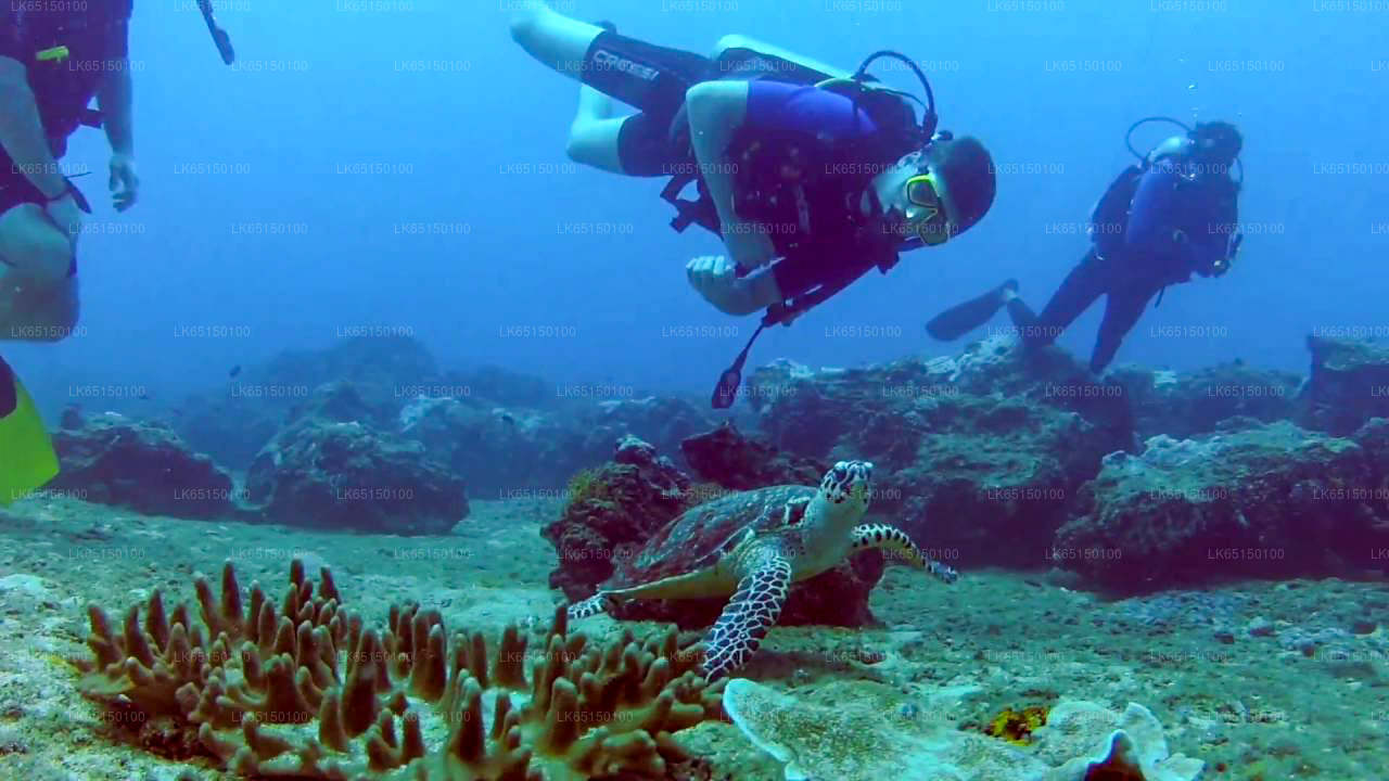 Tauchen von Kalpitiya aus