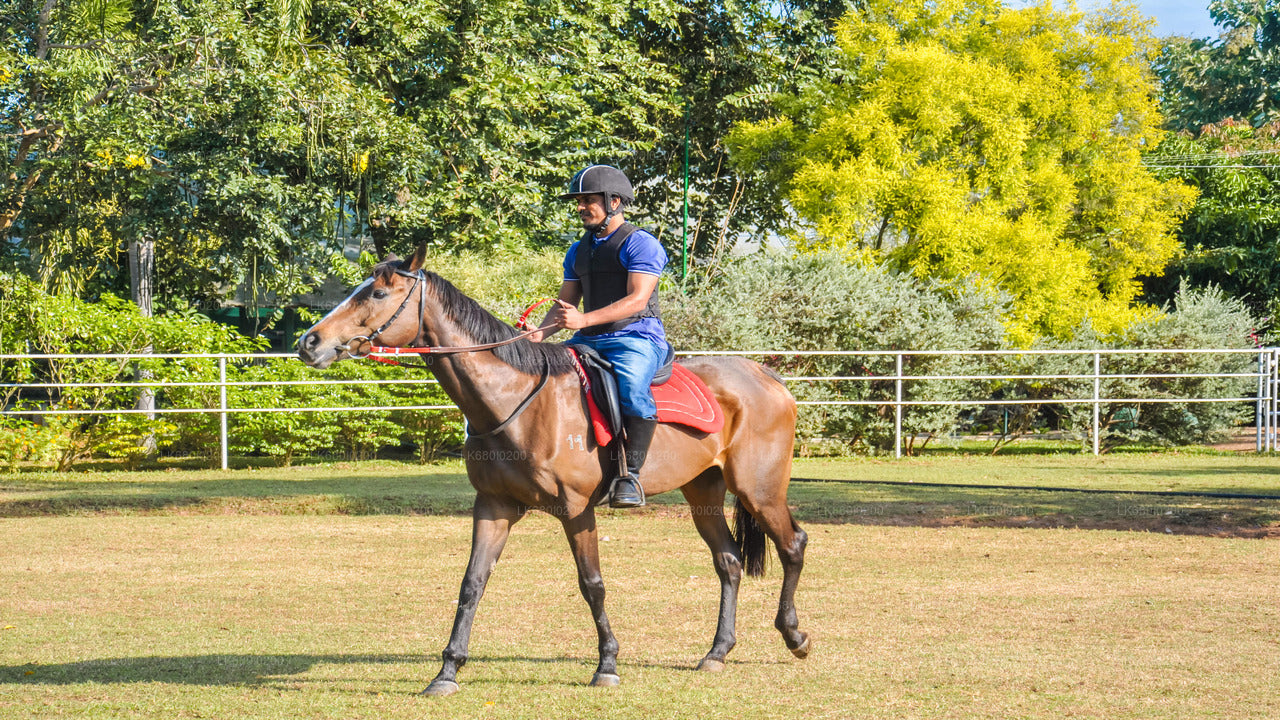 Reiten für Profis aus Dambulla