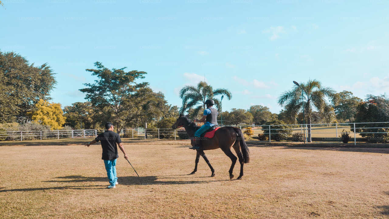 Reiten für Profis aus Habarana