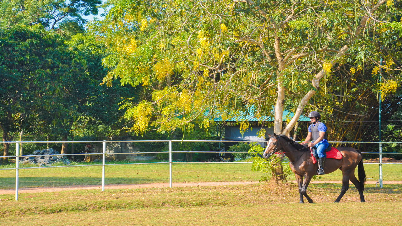 Reiten für Profis aus Habarana
