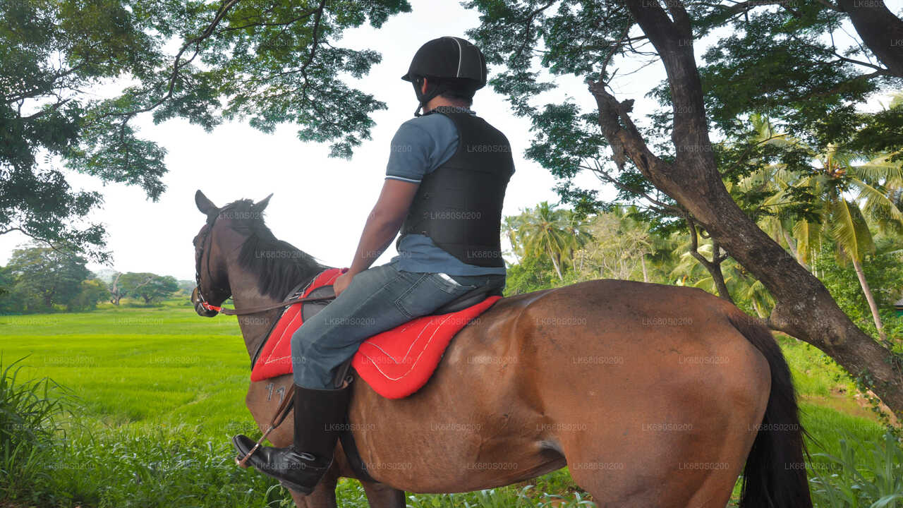 Reiten für Profis aus Habarana