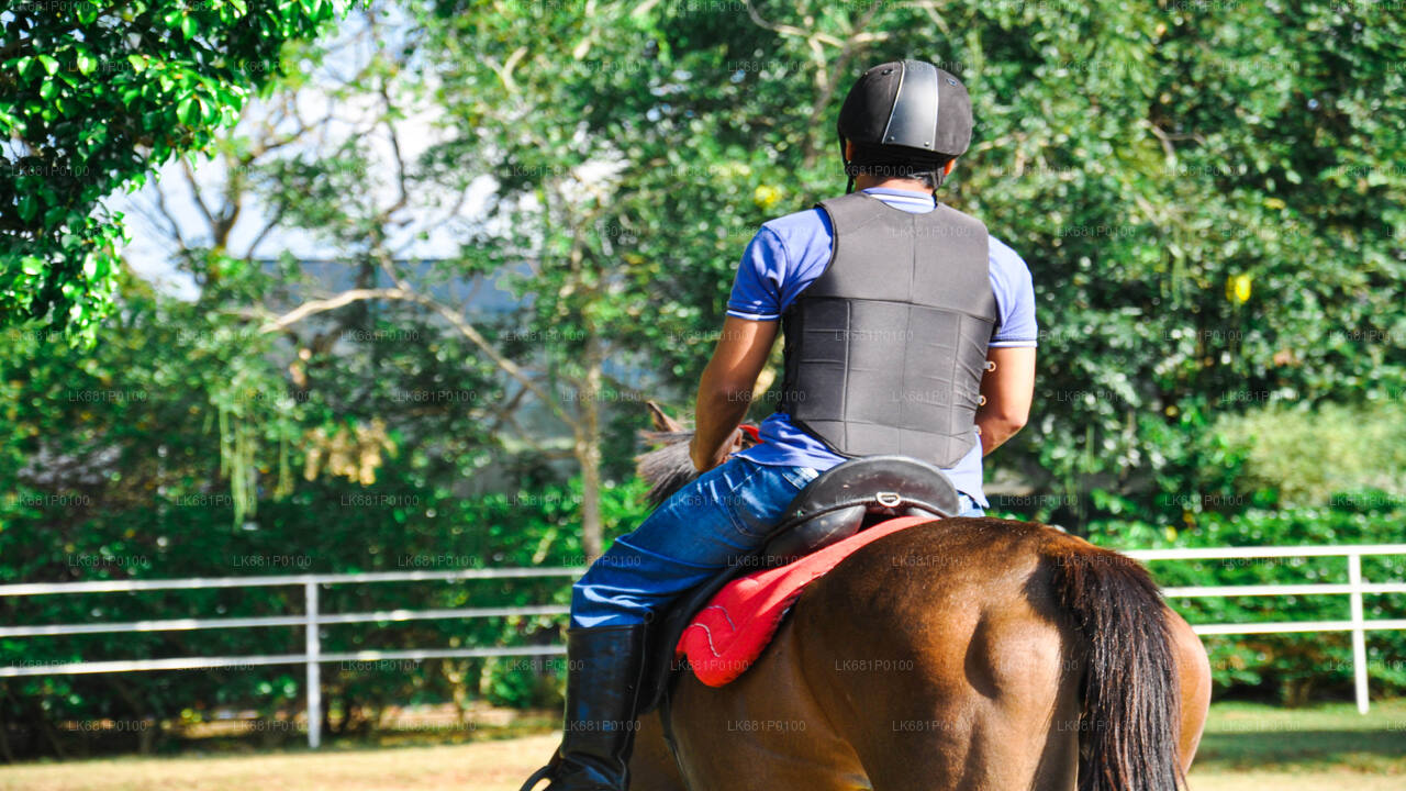 Reiten für Anfänger ab Negombo