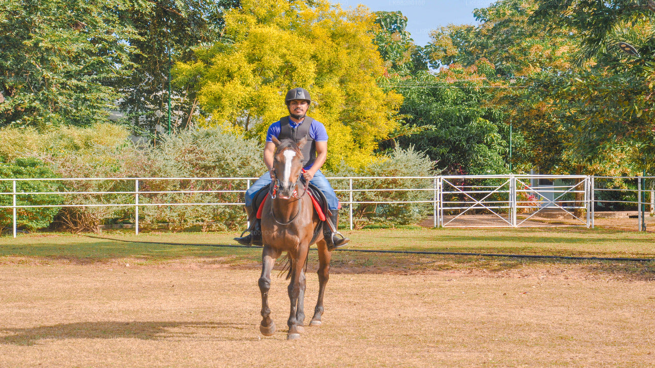 Reiten für Anfänger ab Sigiriya