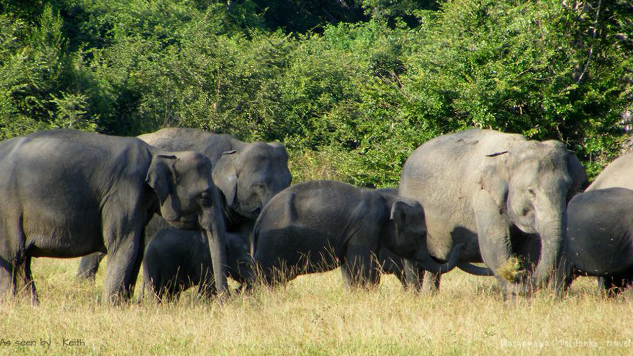 Eintrittskarten für den Wasgamuwa-Nationalpark
