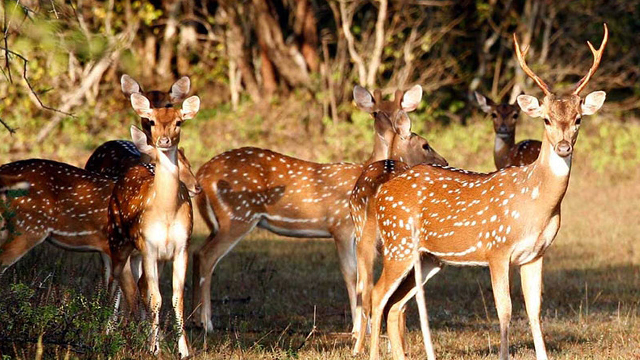 Eintrittskarten für den Wasgamuwa-Nationalpark