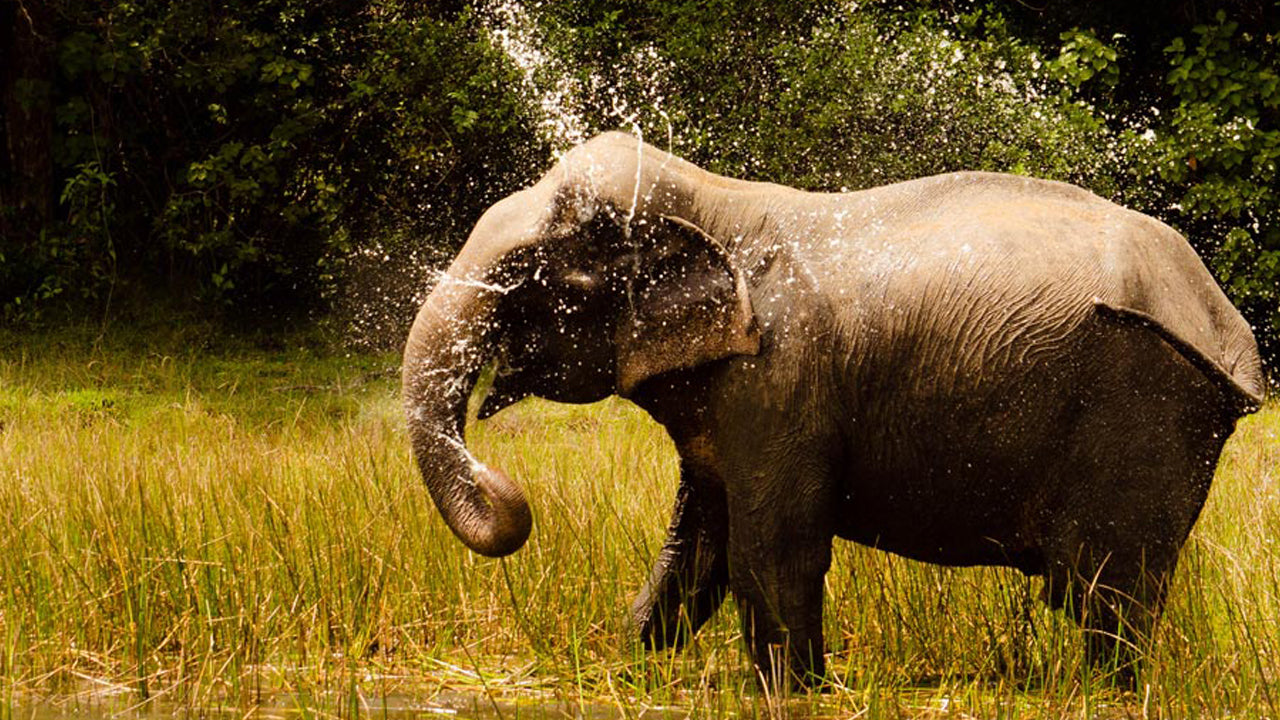Eintrittskarten für den Wilpattu-Nationalpark