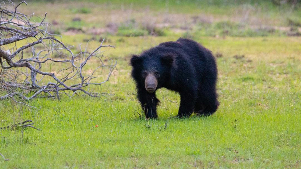 Eintrittskarten für den Wilpattu-Nationalpark