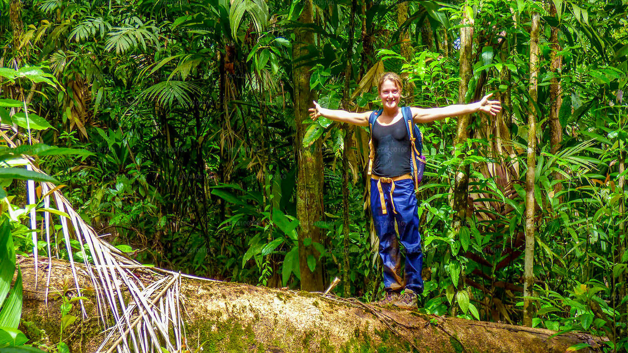 Regenwald-Trekking von Kitulgala