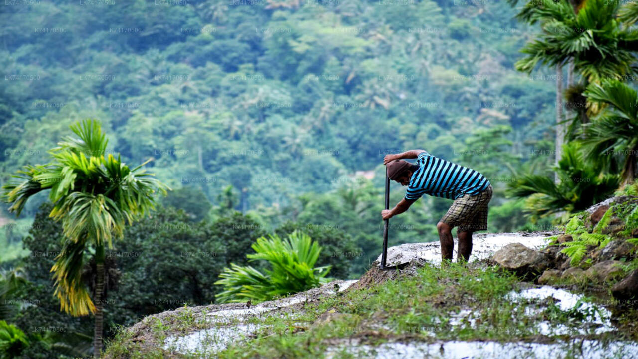 Trekking von Kandy nach Heeloya Village