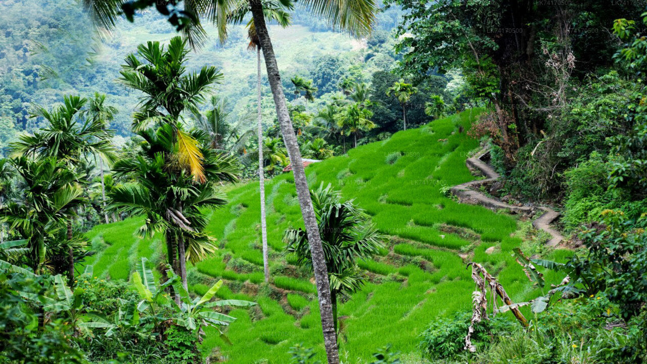 Trekking von Kandy nach Heeloya Village
