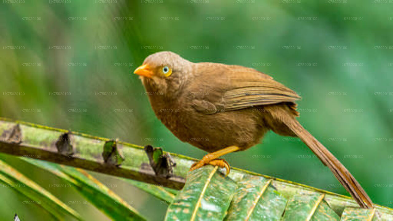Vogelbeobachtung vom Udawatta Kele Forest Reserve aus