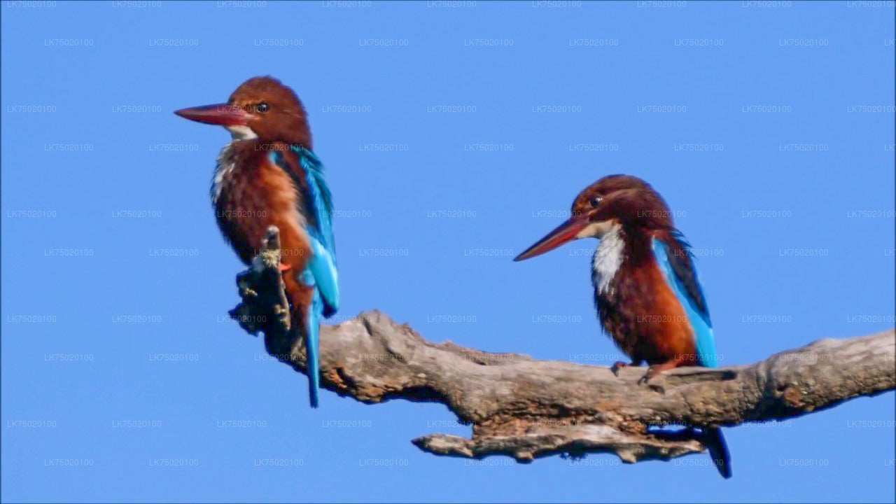 Vogelbeobachtung vom Udawatta Kele Forest Reserve aus