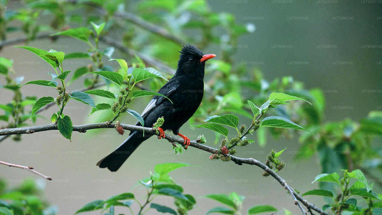 Vogelbeobachtung von Ella aus