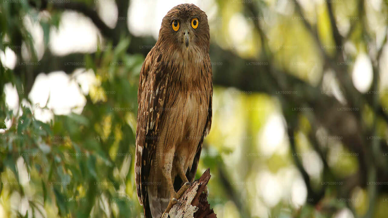 Vogelbeobachtung von Ella aus