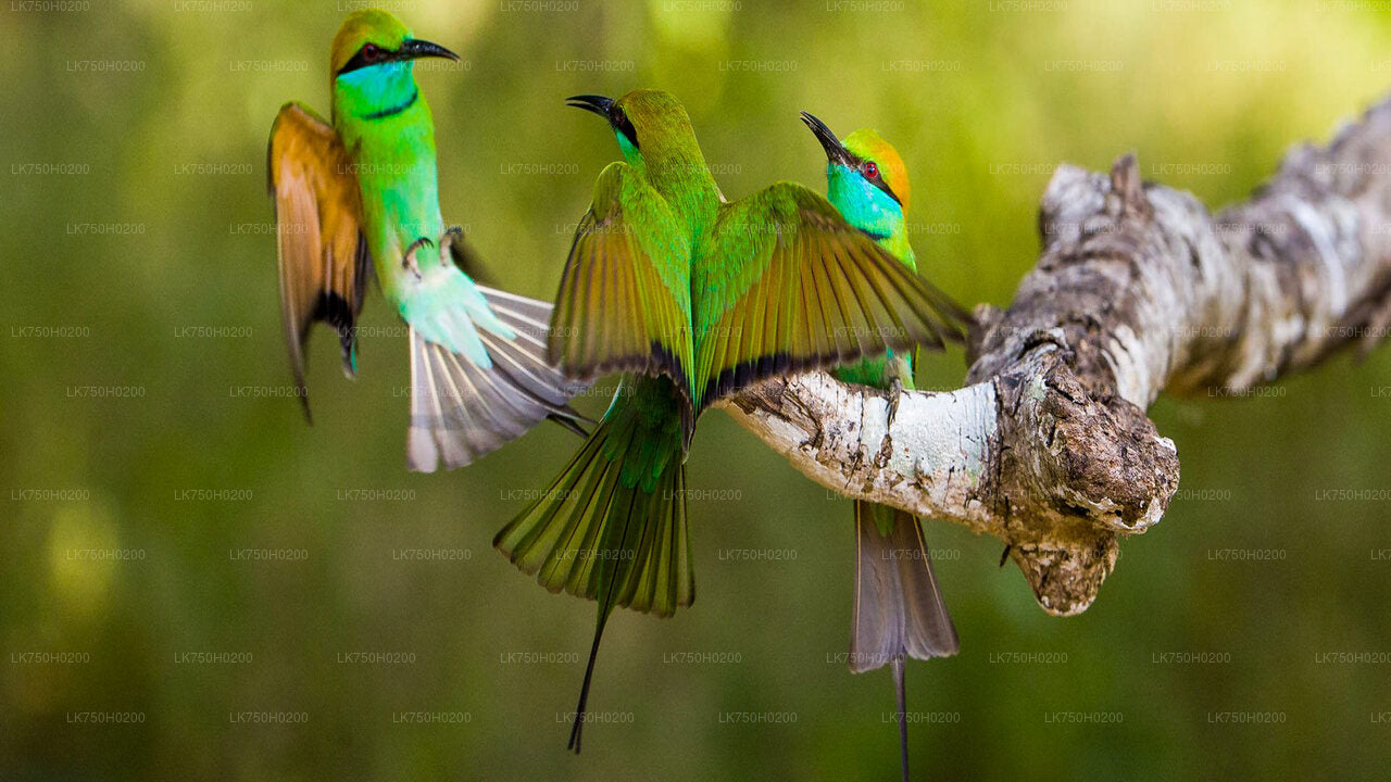 Vogelbeobachtung im Muthurajawela Marsh von Colombo aus