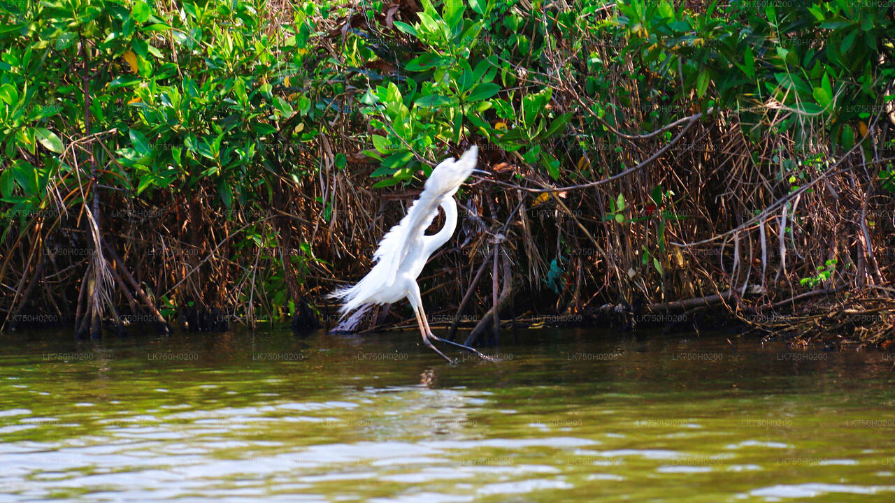 Vogelbeobachtung im Muthurajawela Marsh von Colombo aus