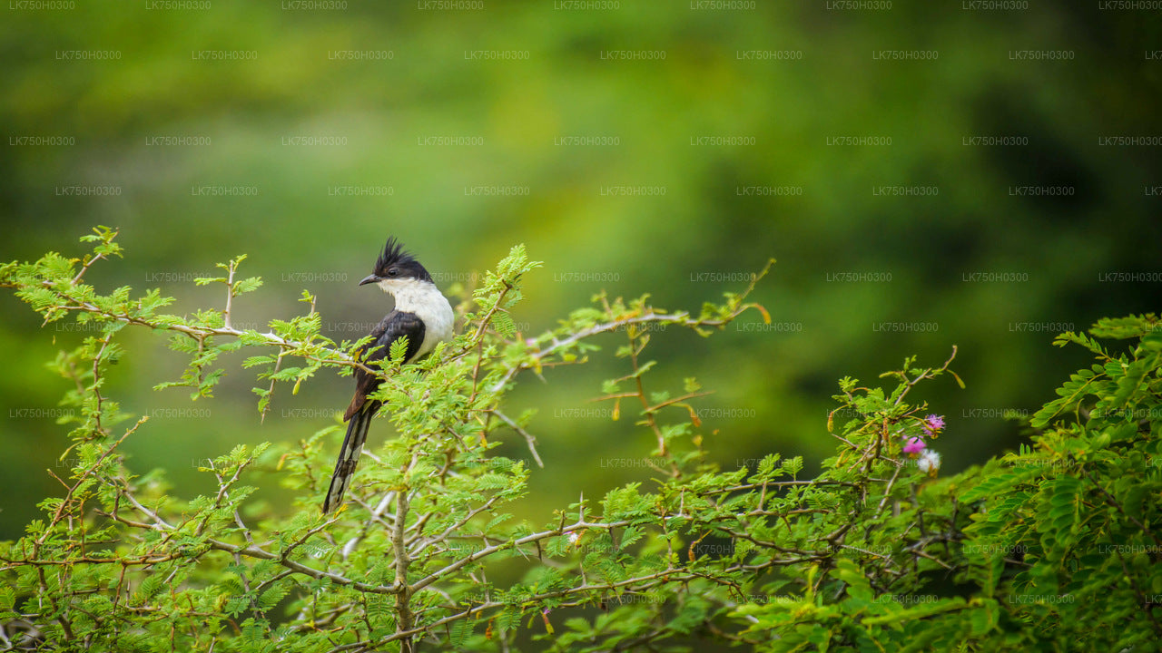 Vogelbeobachtungs-Waldwanderung in Kitulgala von Colombo aus