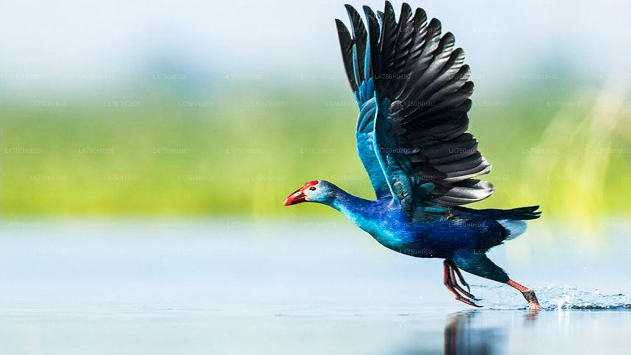 Vogelbeobachtung in Diyasaru Uyana von Colombo aus
