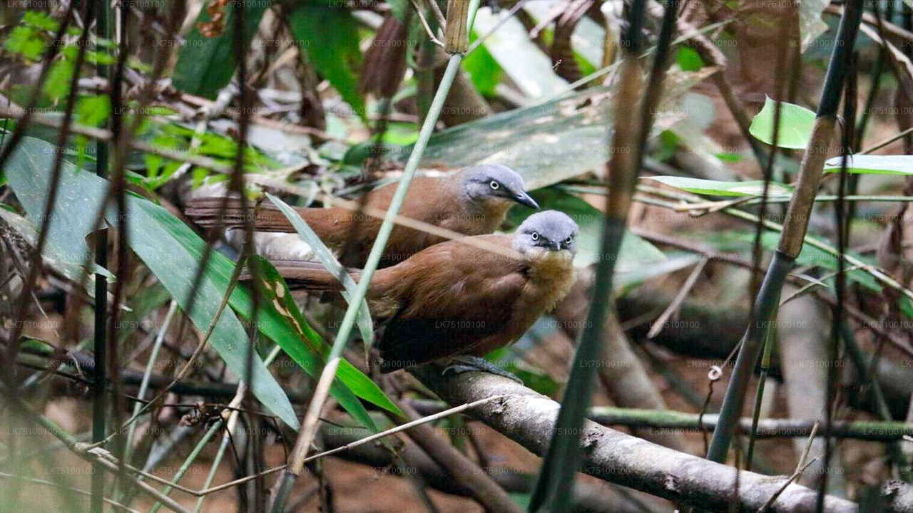 Vogelbeobachtung von Kitulgala aus