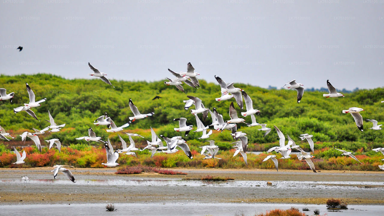 Vogelbeobachtung von der Jaffna-Lagune aus