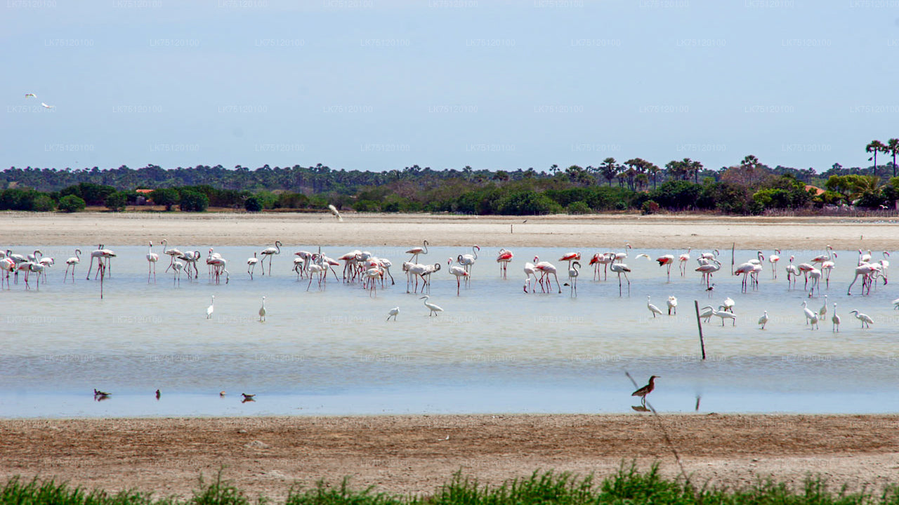 Vogelbeobachtung von der Jaffna-Lagune aus