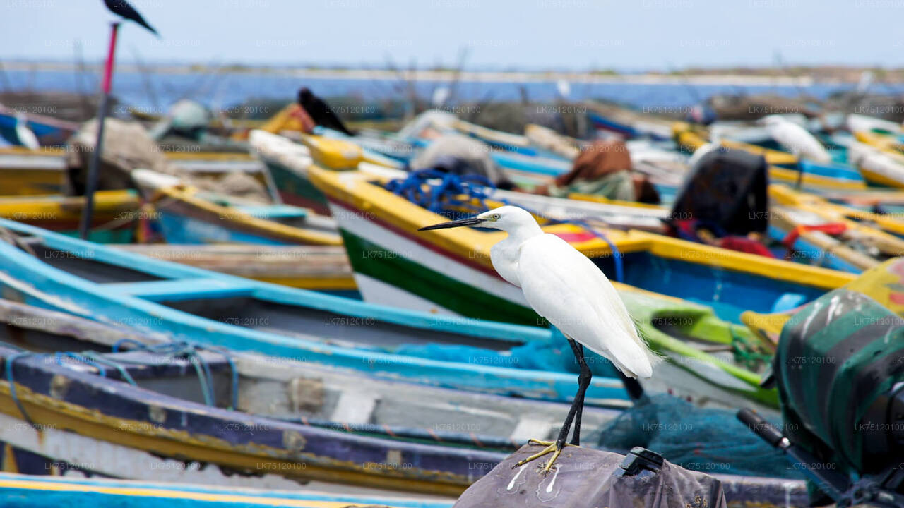 Vogelbeobachtung von der Jaffna-Lagune aus