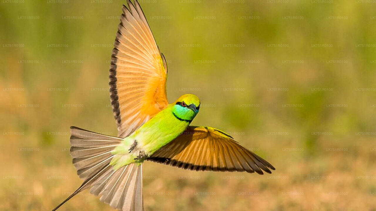 Vogelbeobachtungswanderung im Horton Plains National Park
