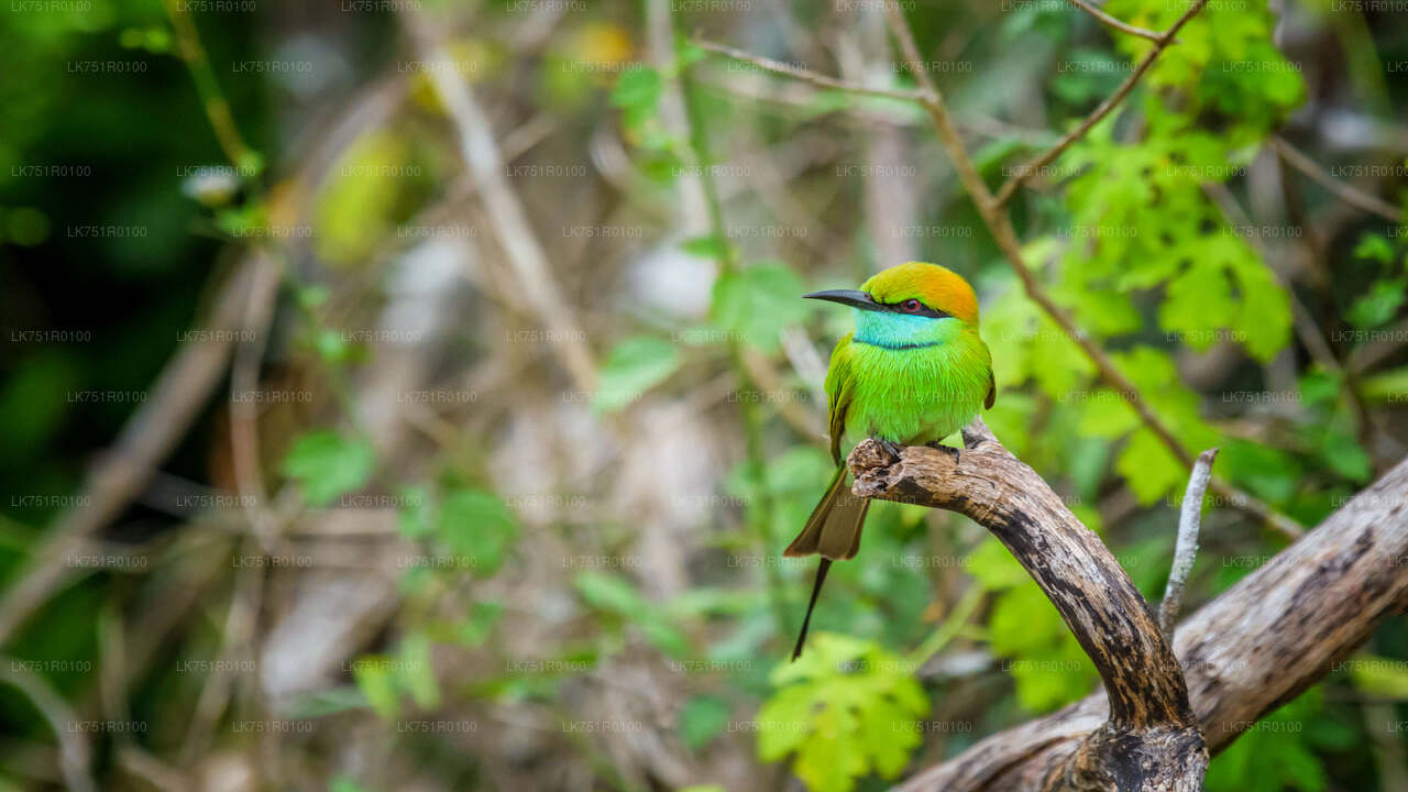 Vogelbeobachtungswanderung im Horton Plains National Park