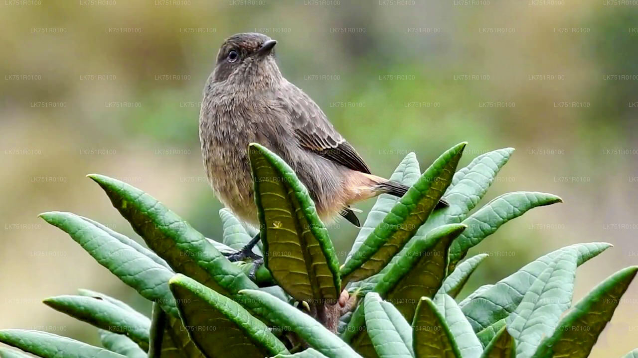 Vogelbeobachtungswanderung im Horton Plains National Park