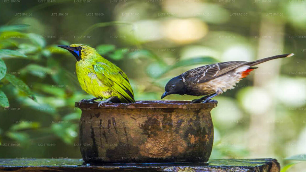 Vogelbeobachtungswanderung im Horton Plains National Park