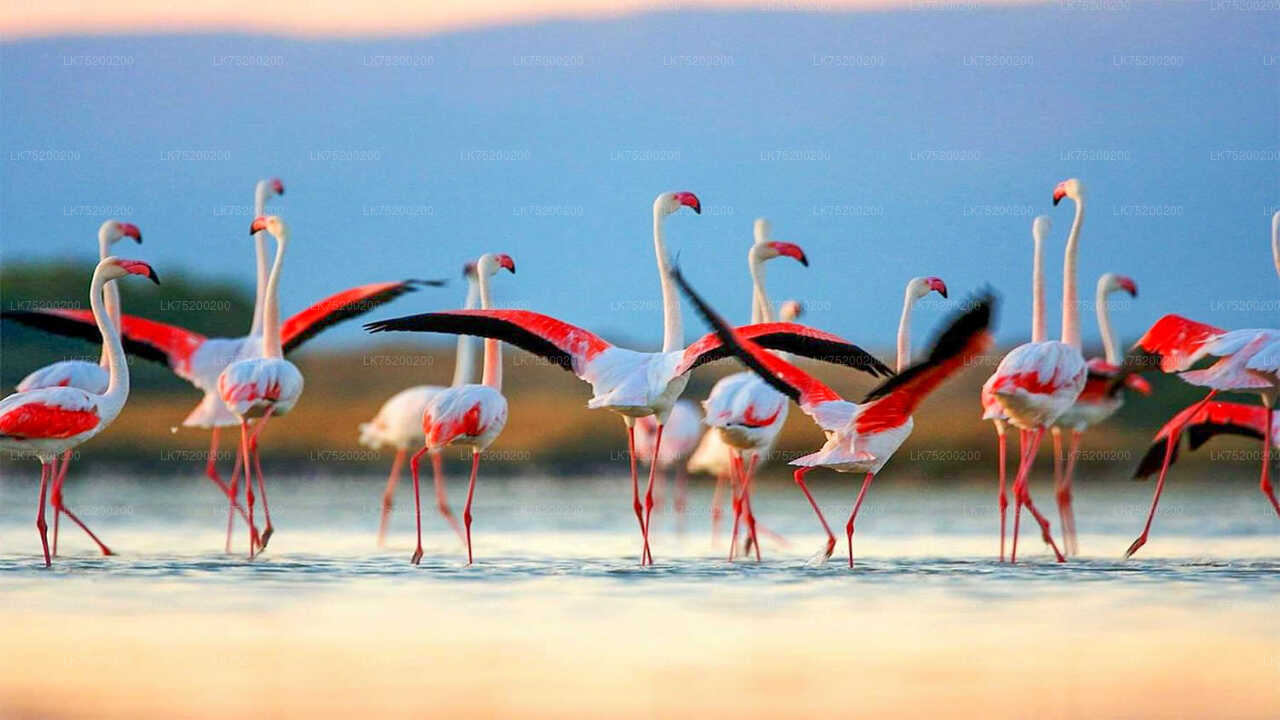 Vogelbeobachtung im Chundikulam-Nationalpark