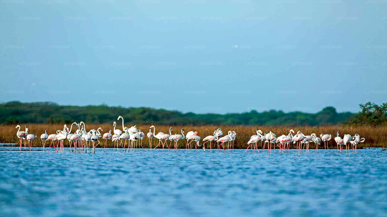 Vogelbeobachtung im Chundikulam-Nationalpark